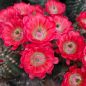 Preview: Echinocereus coccineus - rote Blüte Selection